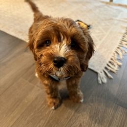 Cavachon, Cavalier King Charles Spaniel, and Cavapoo Puppies from LierChonPoo