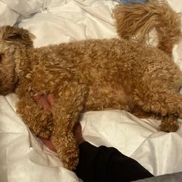 Maggie - Goldendoodle