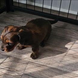 Rex - Chocolate and tan male Dachshund puppy in Strong, Arkansas from Dachshunds R Us