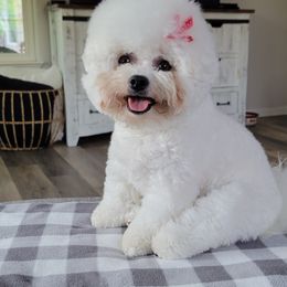 Rose - Bichon Frise