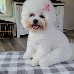Rose - Bichon Frise