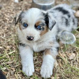 Girl 3:  Winnie - Blue merle female Australian Shepherd puppy in St. Paul, Oregon from Raybell Ridge Farm
