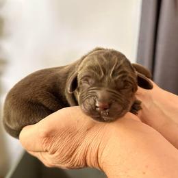 Green collar - Chocolate male Labrador Retriever puppy in Ocala, Florida from SoFlo Labradors