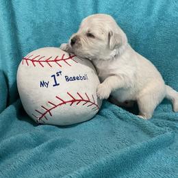 Peanut - Light golden male Golden Retriever puppy in Ennis, Texas from Amberidge Golden Retrievers
