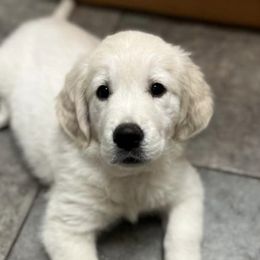 Golden Retrievers from Hidden Oaks Golden Retrievers
