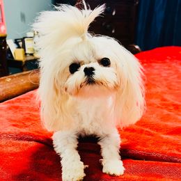 FeeFee - Maltese