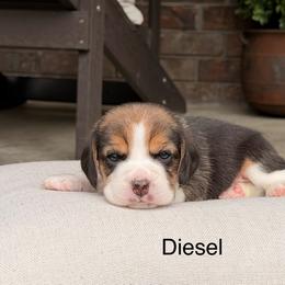 Diesel - Black tan and white male Beagle puppy in Mansfield, Missouri from Rippee Creek Kennel