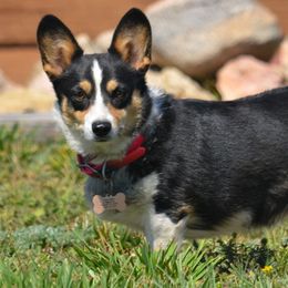 Nona - Pembroke Welsh Corgi