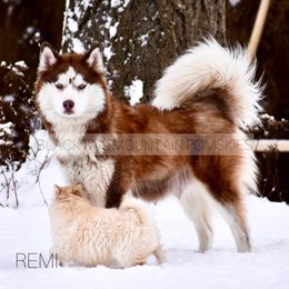 Remi - Siberian Husky