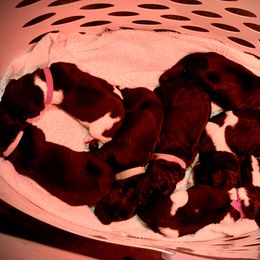 Newfoundland Puppies from O’s Ranch Newfoundland’s