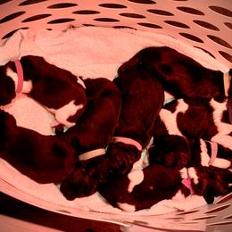 Newfoundland Puppies from O’s Ranch Newfoundland’s