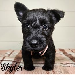 Girl 3 - light pink collar - Brindle female Scottish Terrier puppy in San Tan Valley, Arizona from For the love of Scotties
