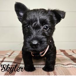 Girl 3 - light pink collar - Brindle female Scottish Terrier puppy in San Tan Valley, Arizona from For the love of Scotties
