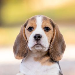 Oakley - Beagle puppy in Warsaw, Indiana from Mae’cee Beagles