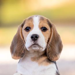 Oakley - Beagle puppy in Warsaw, Indiana from Mae’cee Beagles