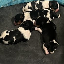 Biewer Terrier Puppies from Dunes Pups