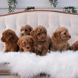 Australian Labradoodle Puppies from New England Labradoodles