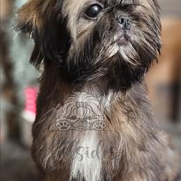Aisha - Brindle and white female Shih Tzu puppy in Sanger, California from Hillsides Shih-Tzu