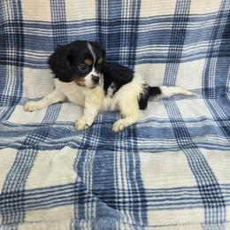 Bashful - Tri-color male Cavalier King Charles Spaniel puppy in Neosho, Missouri from County-Line Critters