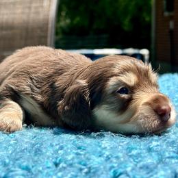 Kofe - Pet Only - Chocolate and cream male Dachshund puppy in Biloxi, Mississippi from Southern Doxies Ms