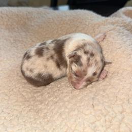 Scarlet - Red merle female Australian Shepherd puppy in Yelm, Washington from Country Rose Australian Shepherds