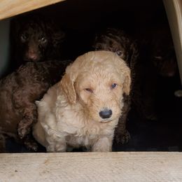 Poodle Puppies from Polly Wally Doodles and Poodles