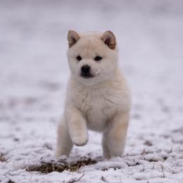 Shiba Inu Puppies from Evenfalls Shiba Inu