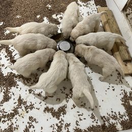 Golden Retriever Puppies from Halcyon Kennels
