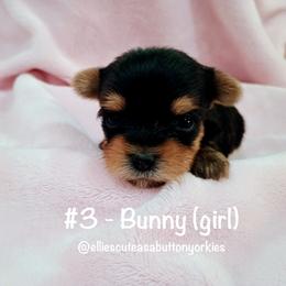 Bunny - Black and tan female Yorkshire Terrier puppy in New Holland, Pennsylvania from Ellie's Cute as a Button Yorkies