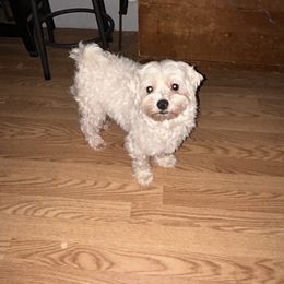 Mikey - Maltese