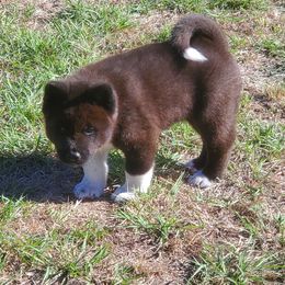 Akita Puppies from Folklore Akitas
