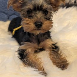 Bella - Black and gold female Yorkshire Terrier puppy in East Alton, Illinois from Yorkies of the Shire