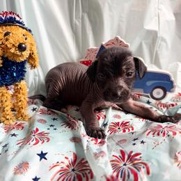 Deadpool - Black white and tan male Xoloitzcuintli puppy in Manitowoc, Wisconsin from Wonderland Kennel