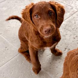 Parker (Red) - Red  male Goldendoodle puppy in Miami, Florida from Katy's Toy Poodles & Doodles
