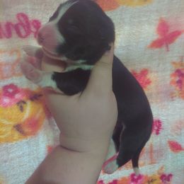 Salem - Black and white female Siberian Husky puppy in Vale, North Carolina from Sirens Song Siberian Huskies