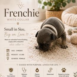 Girl 3 - Blue female French Bulldog puppy in Waldorf, Maryland from Holistic Frenchies