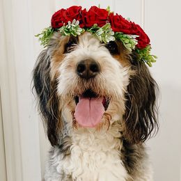 Lula - Bernedoodle