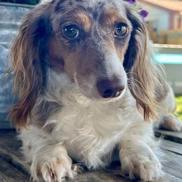 Belle - Dachshund