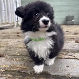Gretchen (green) fluffy - Black and white female American Corgi puppy in East Oakdale, California from Rhettro Kennels