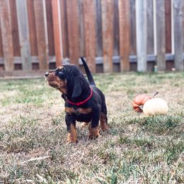 Black and Tan Coonhound Puppies from Toodaloo Coonhounds