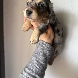Peach - Dapple female Dachshund puppy in Oklahoma City, Oklahoma from Barrett’s Doxie Farm