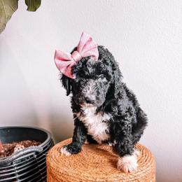 June Light Pink Collar - Black and white female Sheepadoodle puppy in Republic, Missouri from DOOD & Co