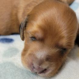 Dachshund Puppies from CLARK'S BREEDING PROGRAM