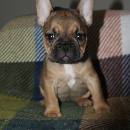 Diva - Tricolors female French Bulldog puppy in Whittier, California from West Coast Bullies & Frenchies