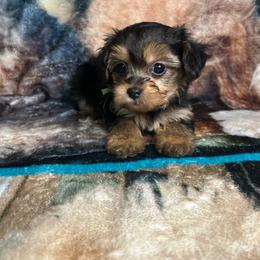 Ramsey - Tri-color male Yorkipoo puppy in Clover, South Carolina from Cudi’s Buddies