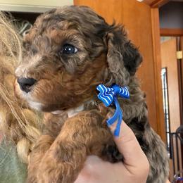 Cappuccino - Merle male Bernedoodle puppy in Toledo, Ohio from Avery Doodle Day LLC