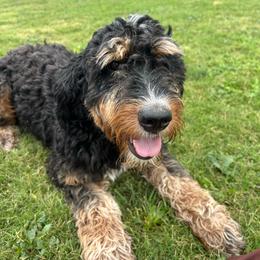 Cedar - Bernedoodle
