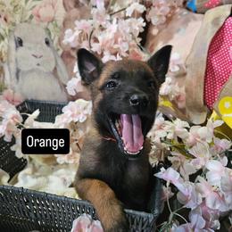 Orange boy - Red sable male Belgian Malinois puppy in Steelville, Missouri from Chaland