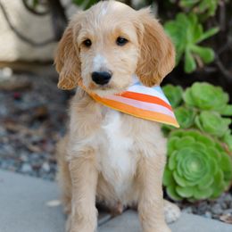 Goldendoodle Puppies from Becky And Friends