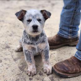 Australian Cattle Dog Puppies from TLC Cattle dogs